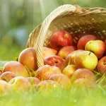К чему снятся яблоки