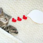 к чему снится кот